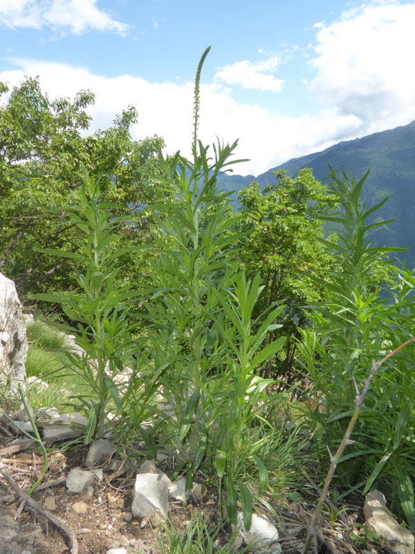 Reseda luteola - Resedaceae